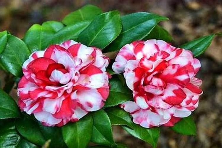 茶花怎样养护？