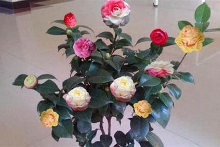 茶花的施肥方法是什么？