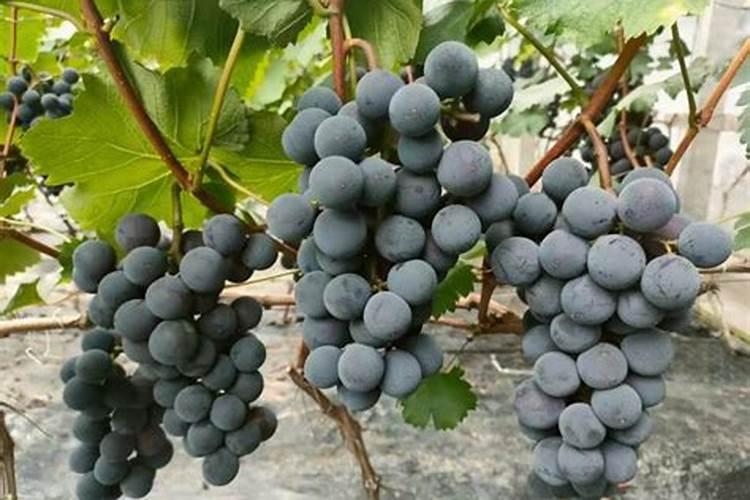 平衡肥加高钾能防止葡萄软果吗