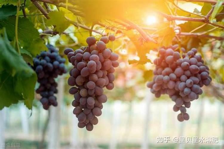 高钾悬浮碳水溶肥能促进葡萄上色吗？能改变上色不均匀的问题吗？