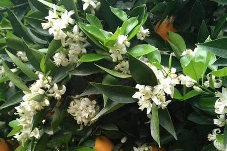 脐橙催花打什么药水