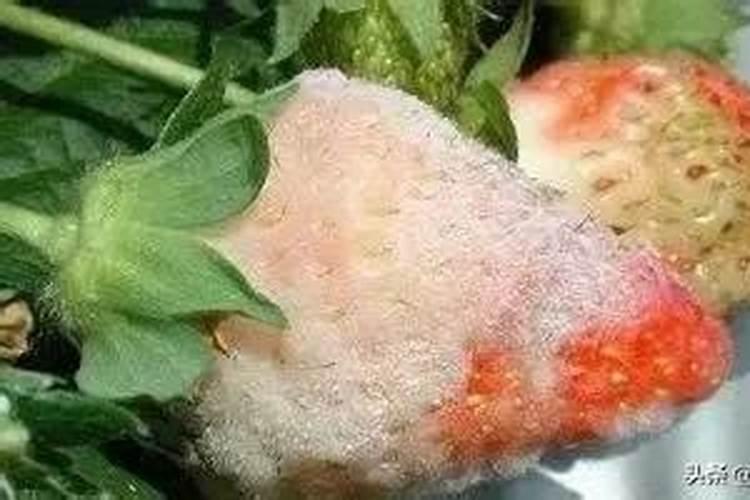 草莓苗子预防炭蛆病用什么药？