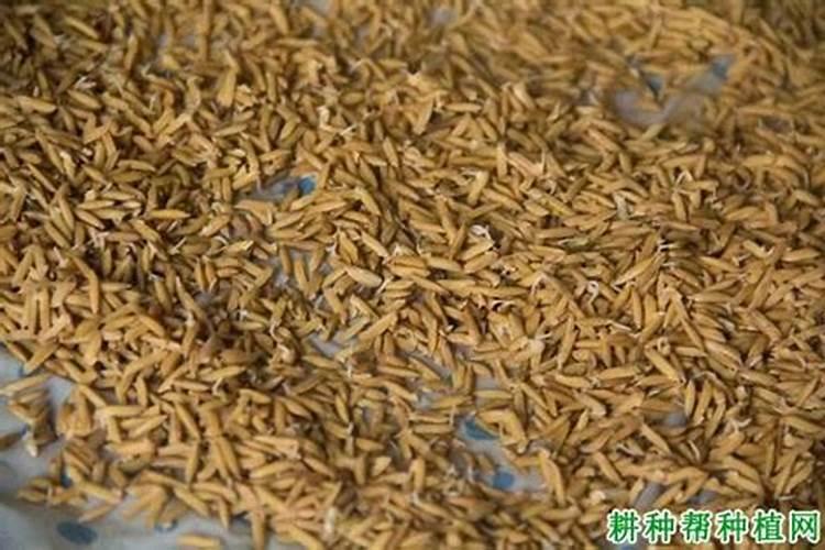 怎样给稻田科学施用锌肥