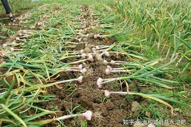 水溶肥厂家,你还不知道它？