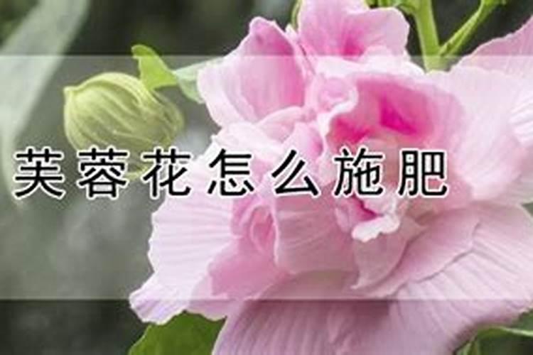 芙蓉花怎么施肥