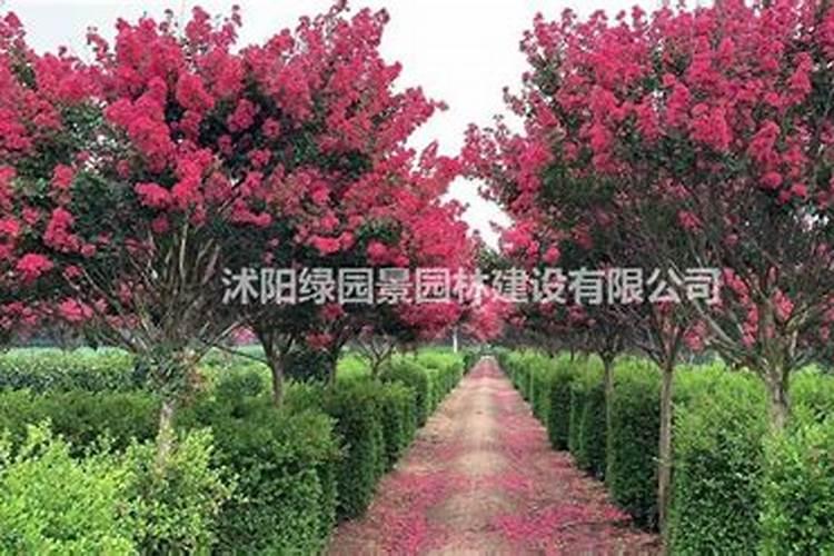 芙蓉花施什么肥最好？