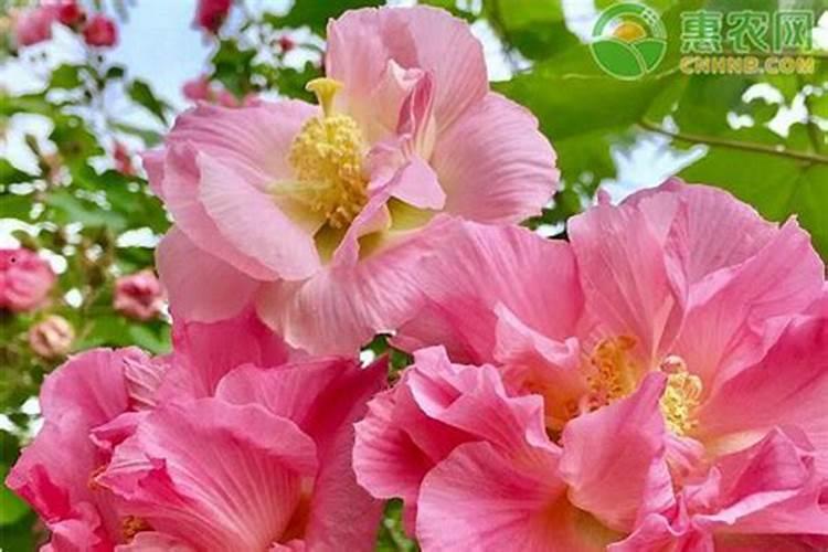 芙蓉花浇什么肥料合适