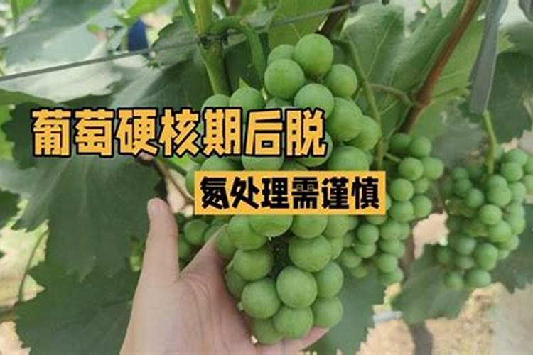 葡萄硬核期打什么叶面肥最好？