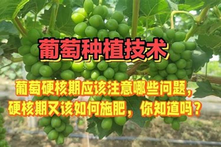 葡萄硬核期的施肥管理