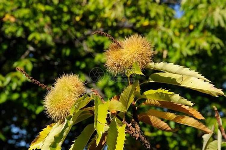 栗子树每棵施肥多少钾肥合适？