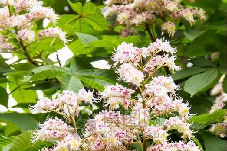 栗子树花前使什么肥最好老师？