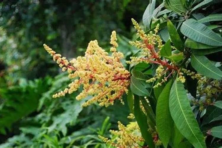 芒果花芽分化期可以用烯磷酸钾吗