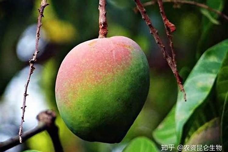 果树芒果用什么叶面肥？芒果怎样让果实快速膨大？芒果膨果防裂着色用调色...