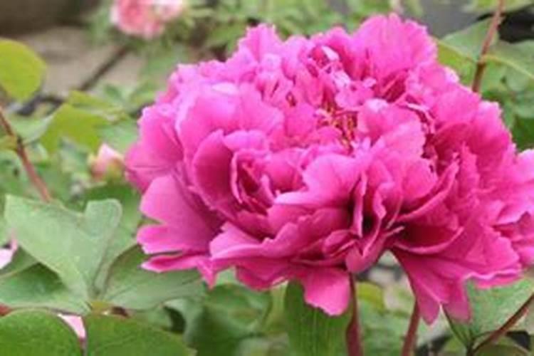 牡丹长芽时可以用氮肥吗为什么？