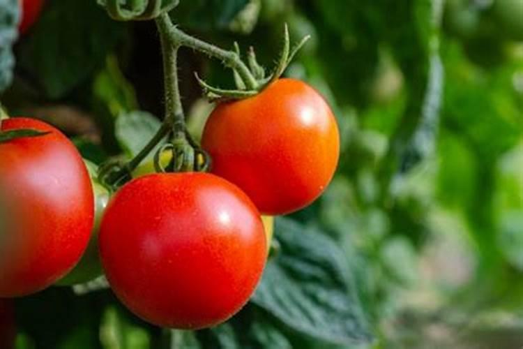 西红柿施用什么水溶肥料好？