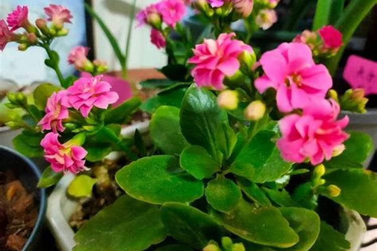 长寿花打顶后施什么肥