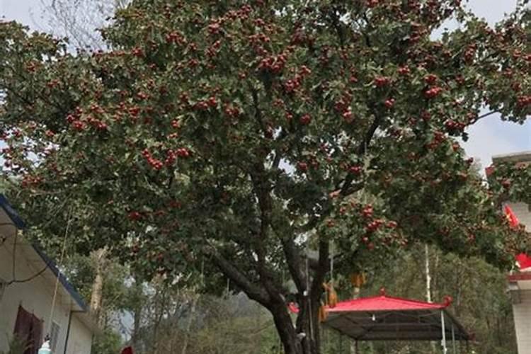 山楂树可以用硫酸钾肥吗