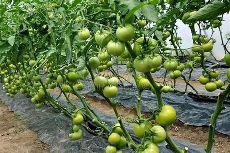 种菜除了浇水施肥还有什么？