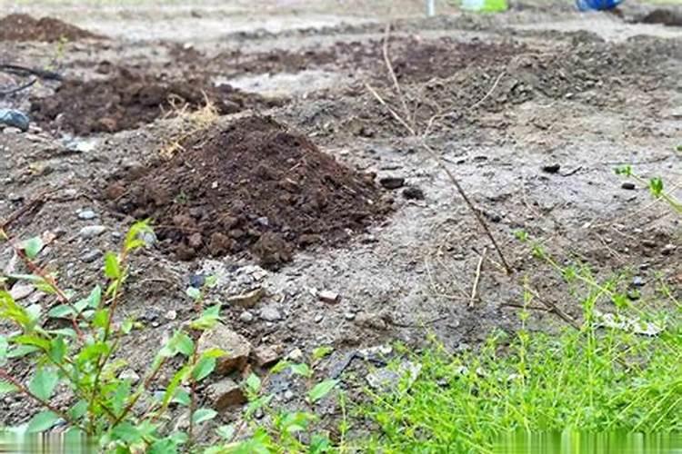 土壤板结浇什么松土