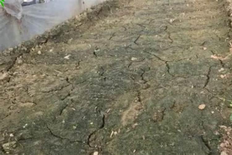 什么肥能打破土壤板结