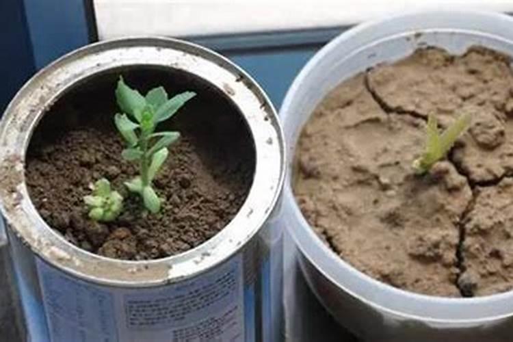 不想给板结的土换土,用什么方法能够让土质得到改善？