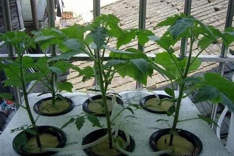 种植盆栽不用土？5步学会养花新技术,再也不用换盆换土!