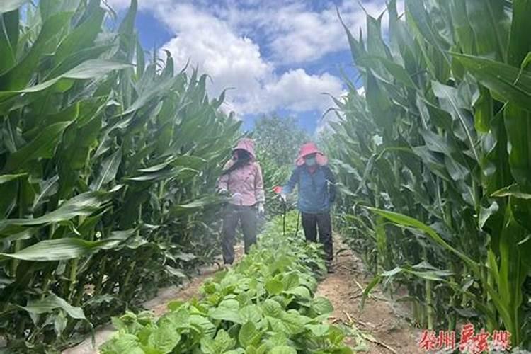 想要加强低温条件下玉米的田间管理,具体该怎么做呢？