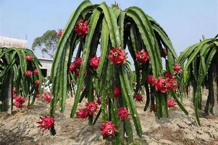 火龙果怎么种植的