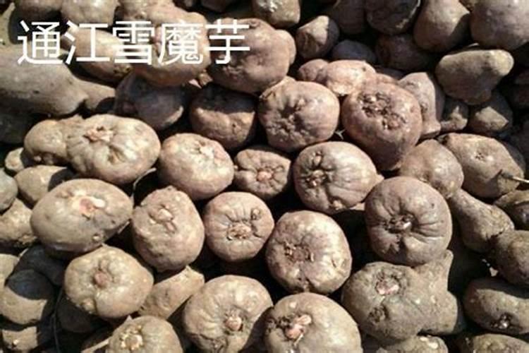 魔芋养地宝是什么东西