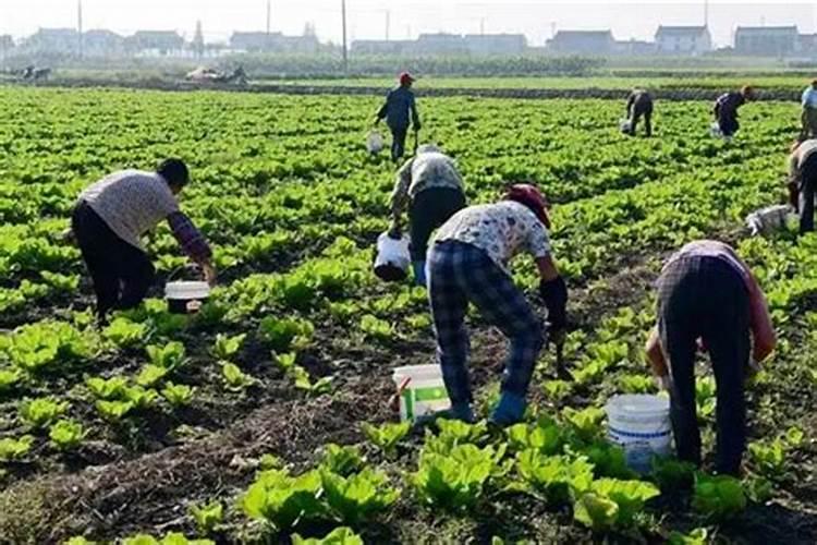 白菜多久施肥一次