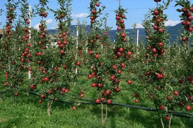 怎么让一棵苹果树结果