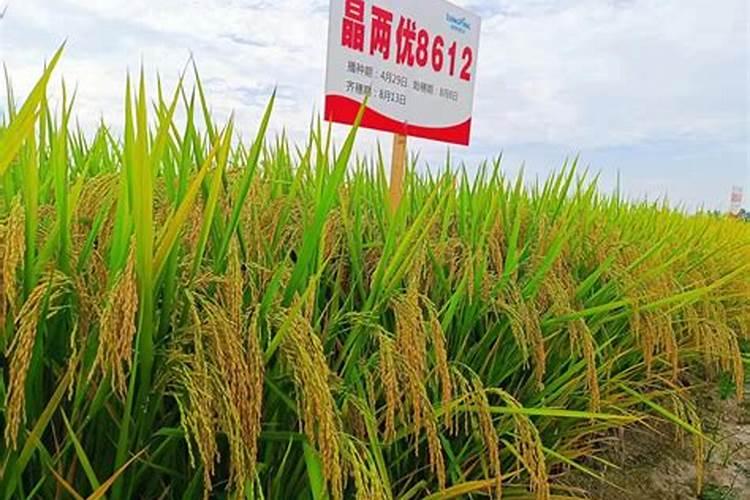 W两优3418栽培要点