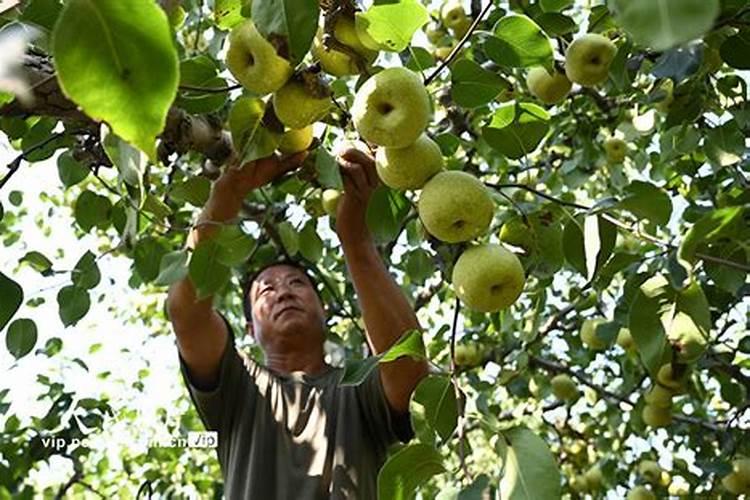 梨采收前澎果用什么化肥个长大