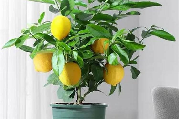 香水柠檬种植注意事项