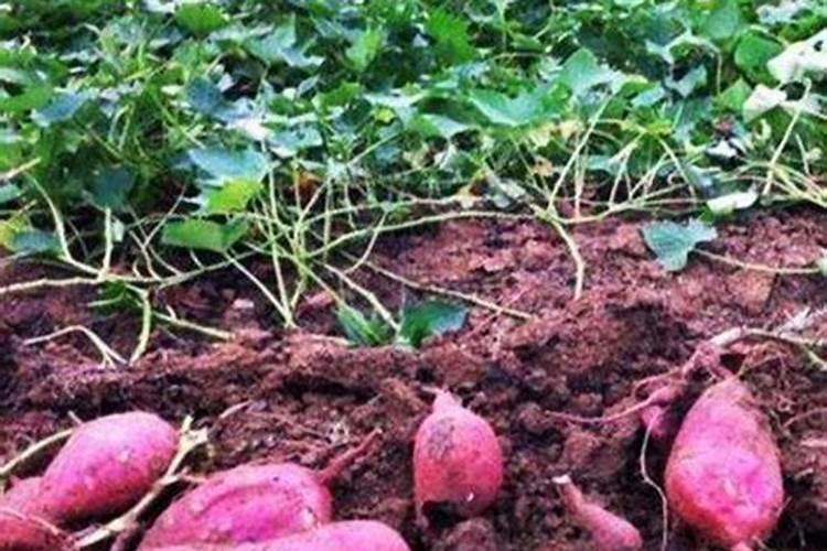 红薯最忌施什么肥？如何正确的给红薯施肥？