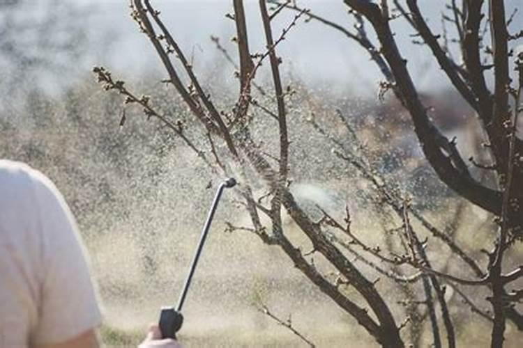 果树何时喷施磷酸二氢钾效果最好