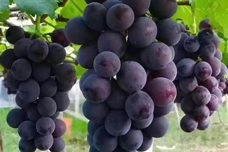 葡萄补钙“四措施”