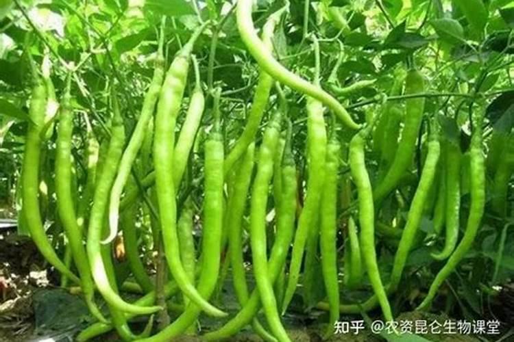 辣椒喷什么叶面肥结果多？辣椒膨大期是什么时候？用什么肥料长势好？