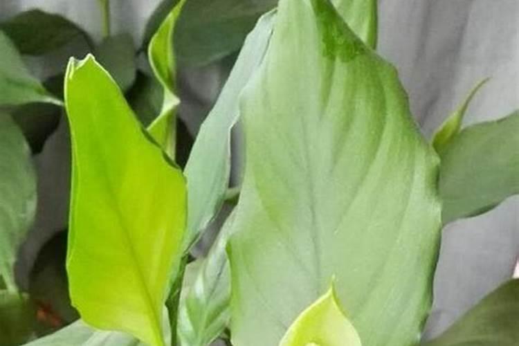 万年青花养护方法