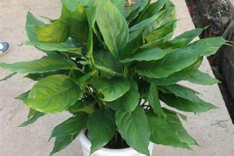 万年青花怎么养殖方法