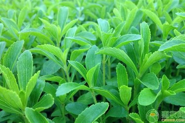 甜叶菊育苗管理