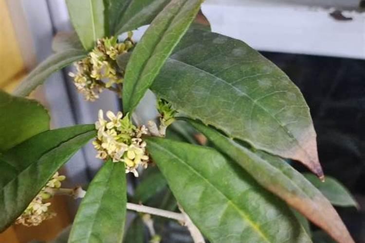 冬天桂花干尖能用叶面肥吗？