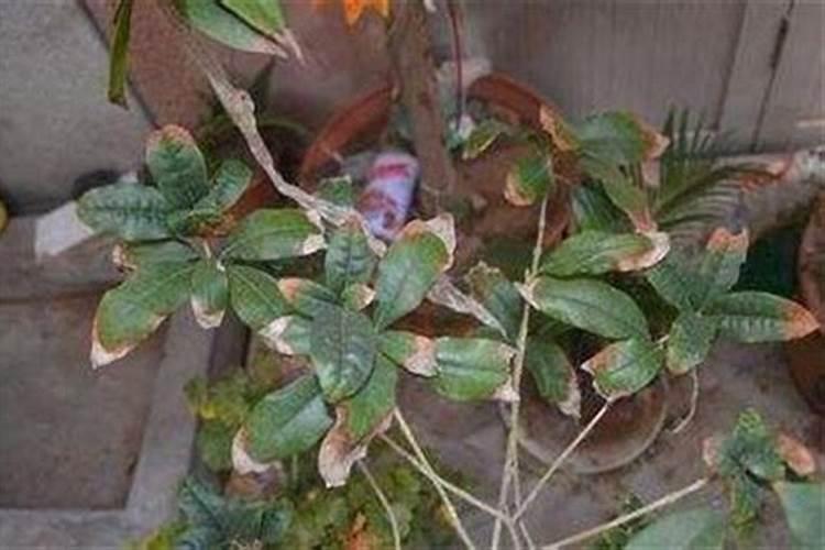 桂花叶尖干枯用什么药