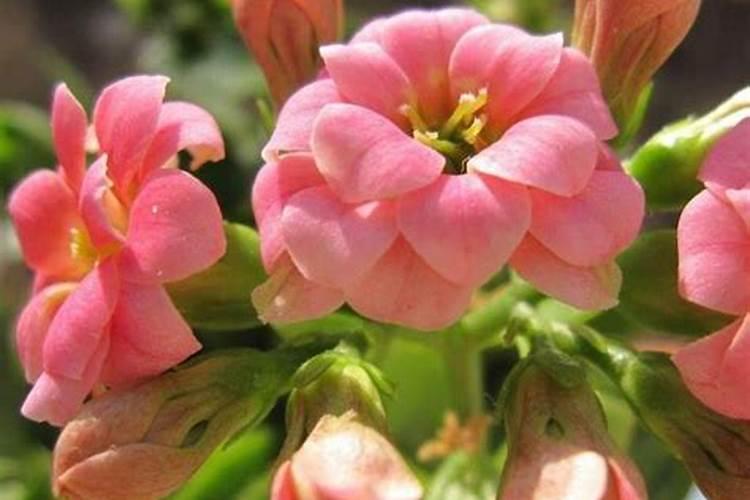 长寿花用营养液养还是用农家肥养好？