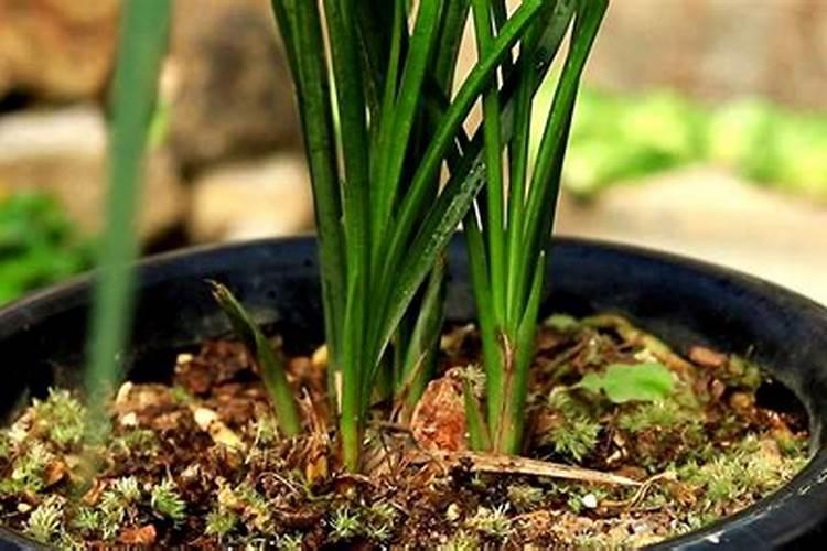 给兰花补充过磷酸丐好不好？