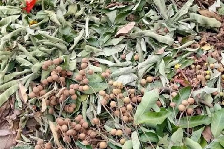 龙眼膨大期落果喷什么药