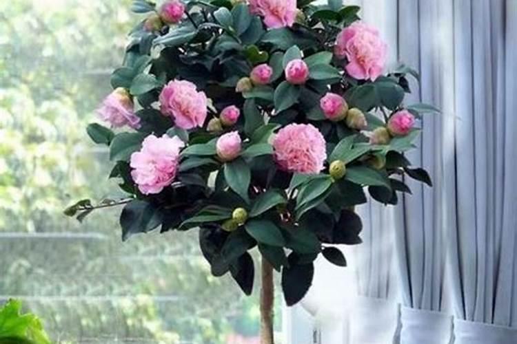 山茶花怎么养