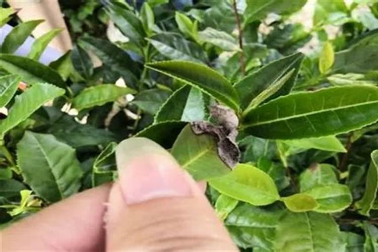 茶树枯枝病防治方法