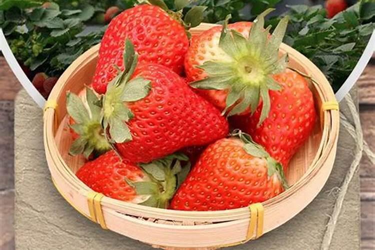 草莓是不是不能充高钾肥呢