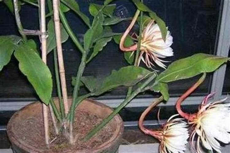 昙花施什么肥料